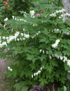 Dicentra spectabilis Alba – Cœur de Marie blanc - Vue d'ensemble