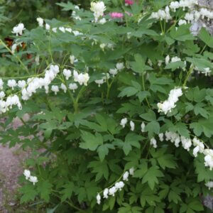 Dicentra spectabilis Alba – Cœur de Marie blanc - Vue d'ensemble