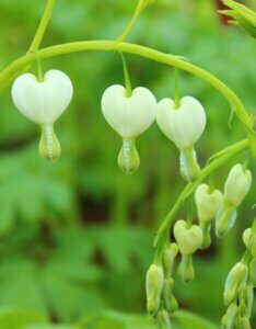 Dicentra spectabilis Alba – Cœur de Marie blanc - Fleur et bourgeon
