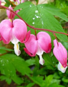 Dicentra spectabilis – Cœur de Marie - Fleur