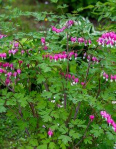 Dicentra spectabilis – Cœur de Marie - Vue d'ensemble