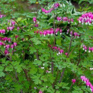 Dicentra spectabilis – Cœur de Marie - Vue d'ensemble