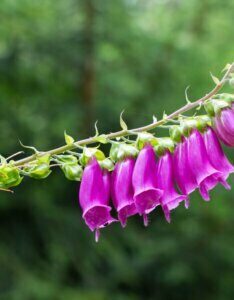 Digitalis purpurea – Digitale pourpre - Fleur et bourgeon
