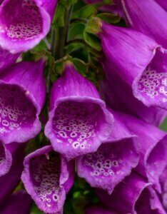 Digitalis purpurea – Digitale pourpre - Fleur