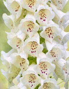Digitalis purpurea Alba – Digitale blanche - Fleur