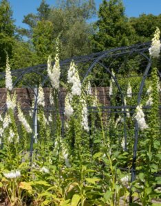 Digitalis purpurea Alba – Digitale blanche - Vue d'ensemble