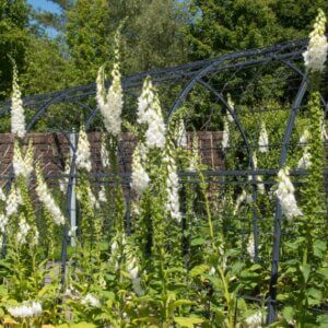 Digitalis purpurea Alba – Digitale blanche - Vue d'ensemble