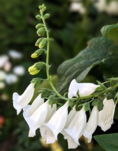 Digitalis purpurea Alba – Digitale blanche - Fleur et bourgeon