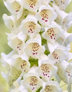 Digitalis purpurea Alba – Digitale blanche - Fleur