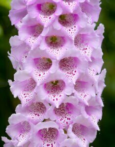 Digitalis purpurea Excelsior Hybrids – Digitale hybride - Fleur