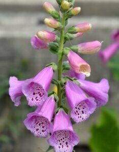 Digitalis purpurea Excelsior Hybrids – Digitale hybride - Fleur et bourgeon