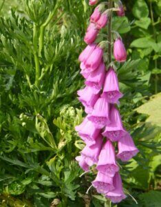 Digitalis purpurea Excelsior Hybrids – Digitale hybride - Vue d'ensemble