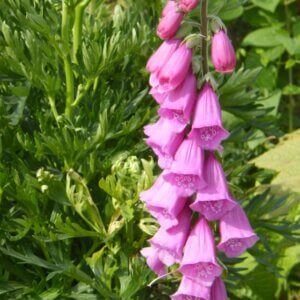 Digitalis purpurea Excelsior Hybrids – Digitale hybride - Vue d'ensemble