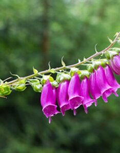 Digitalis purpurea – Digitale pourpre - Fleur et bourgeon