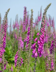 Digitalis purpurea – Digitale pourpre - Vue d'ensemble
