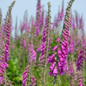 Digitalis purpurea – Digitale pourpre - Vue d'ensemble