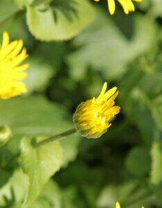Doronicum orientale Magnificum – Doronic oriental - Bourgeon