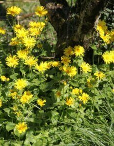 Doronicum orientale Magnificum – Doronic oriental - Vue d'ensemble