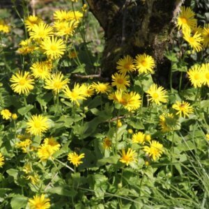 Doronicum orientale Magnificum – Doronic oriental - Vue d'ensemble