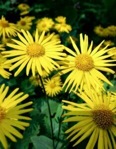 Doronicum orientale Magnificum – Doronic oriental - Fleur