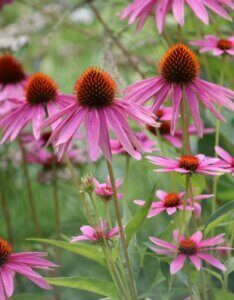 Echinacea purpurea – Échinacée pourpre - Vue d'ensemble - Fleur