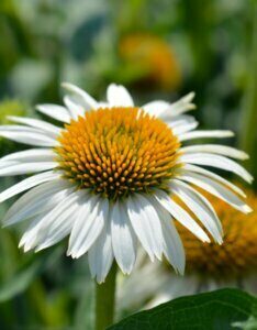 Echinacea purpurea ‘Alba’ – Échinacée pourpre blanche - Fleur en gros plan