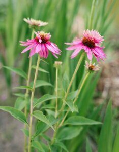 Echinacea purpurea ‘Double Decker’ – Échinacée pourpre double - Fleurs