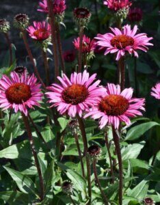 Echinacea purpurea Fatal Attraction – Échinacée pourpre - Fleurs