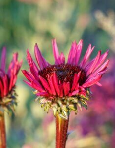 Echinacea purpurea Fatal Attraction – Échinacée pourpre - Fleur en croissance en gros plan
