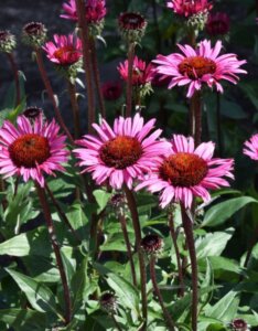Echinacea purpurea Fatal Attraction – Échinacée pourpre - Fleurs