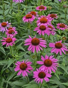 Echinacea purpurea Fatal Attraction – Échinacée pourpre - Vue d'ensemble