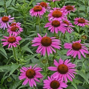 Echinacea purpurea Fatal Attraction – Échinacée pourpre - Vue d'ensemble