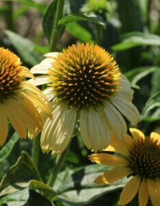 Echinacea purpurea Harvest Moon – Échinacée - Fleur