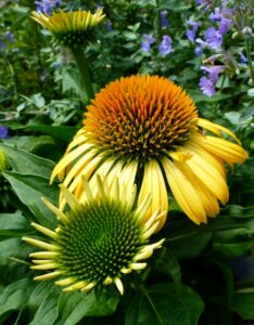 Echinacea purpurea Harvest Moon – Échinacée - Fleur