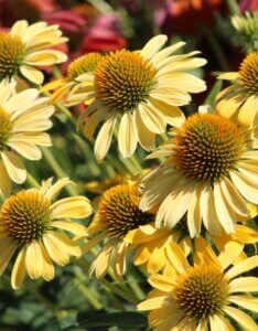 Echinacea purpurea Harvest Moon – Échinacée - Vue d'ensemble