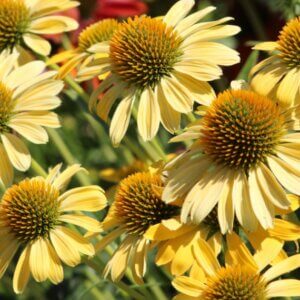 Echinacea purpurea Harvest Moon – Échinacée - Vue d'ensemble