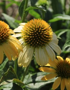 Echinacea purpurea Harvest Moon – Échinacée - Fleur