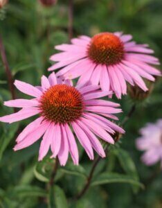 Echinacea purpurea Magnus – Échinacée pourpre - Fleurs