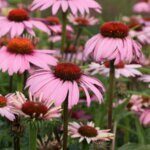 Echinacea purpurea Magnus – Échinacée pourpre - Vue d'ensemble