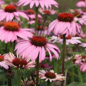Echinacea purpurea Magnus – Échinacée pourpre - Vue d'ensemble