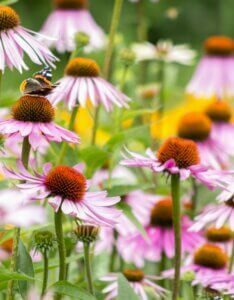 Echinacea purpurea Magnus – Échinacée pourpre - Fleurs
