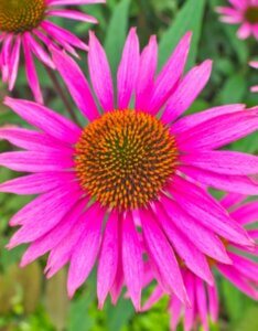 Echinacea purpurea Pica Bella – Échinacée pourpre - Fleur en gros plan