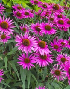 Echinacea purpurea Pica Bella – Échinacée pourpre - Vue d'ensemble