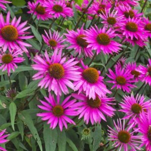 Echinacea purpurea Pica Bella – Échinacée pourpre - Vue d'ensemble