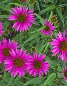 Echinacea purpurea Pica Bella – Échinacée pourpre - Fleurs