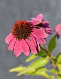 Echinacea purpurea Powwow Wild Berry – Échinacée pourpre - Fleur