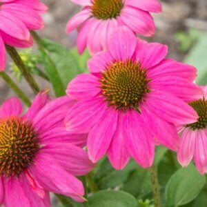 Echinacea purpurea Powwow Wild Berry – Échinacée pourpre - Fleurs