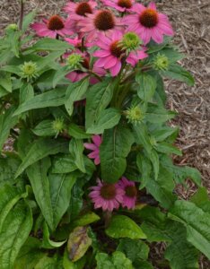 Echinacea purpurea Powwow Wild Berry – Échinacée pourpre - Vue d'ensemble