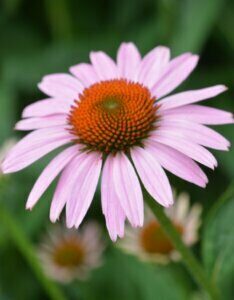 Echinacea purpurea Rubinstern – Échinacée pourpre - Fleur en gros plan