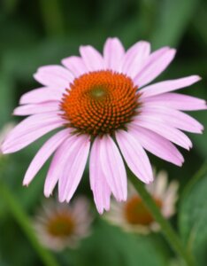 Echinacea purpurea Rubinstern – Échinacée pourpre - Fleur en gros plan